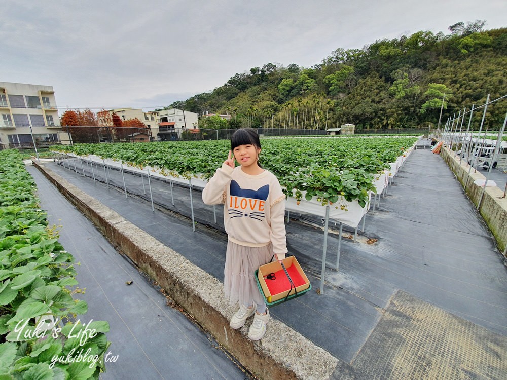 苗栗大湖採草莓推薦【莓果大高架草莓園】2023大湖草莓季推薦這間 - yuki.tw