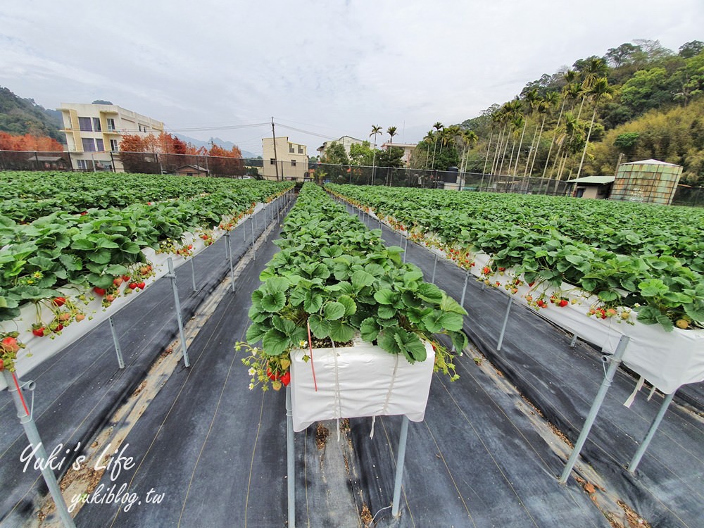 苗栗大湖採草莓推薦【莓果大高架草莓園】2023大湖草莓季推薦這間 - yuki.tw