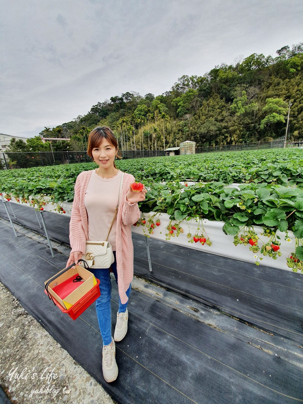 苗栗大湖採草莓推薦【莓果大高架草莓園】2023大湖草莓季推薦這間 - yuki.tw