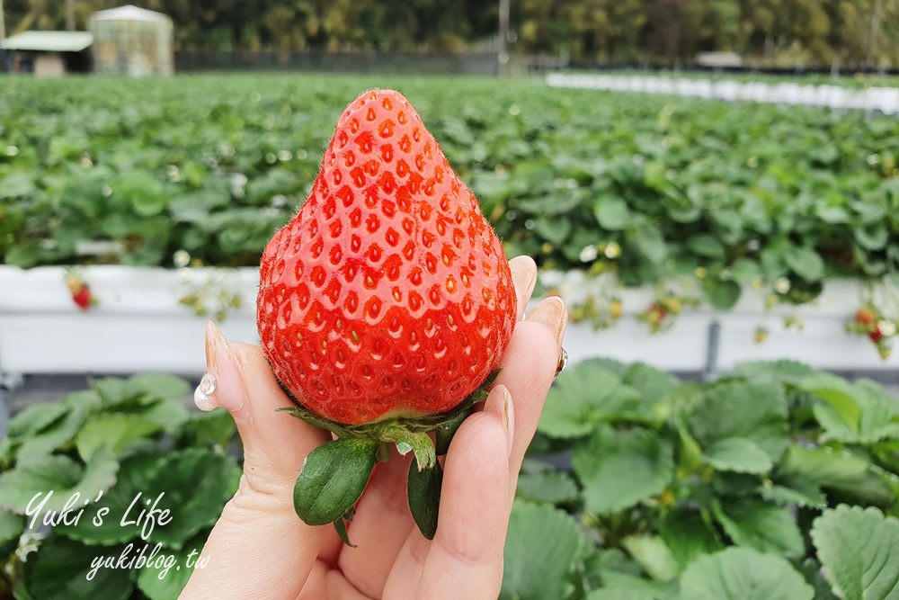 苗栗大湖採草莓推薦【莓果大高架草莓園】2023大湖草莓季推薦這間 - yuki.tw