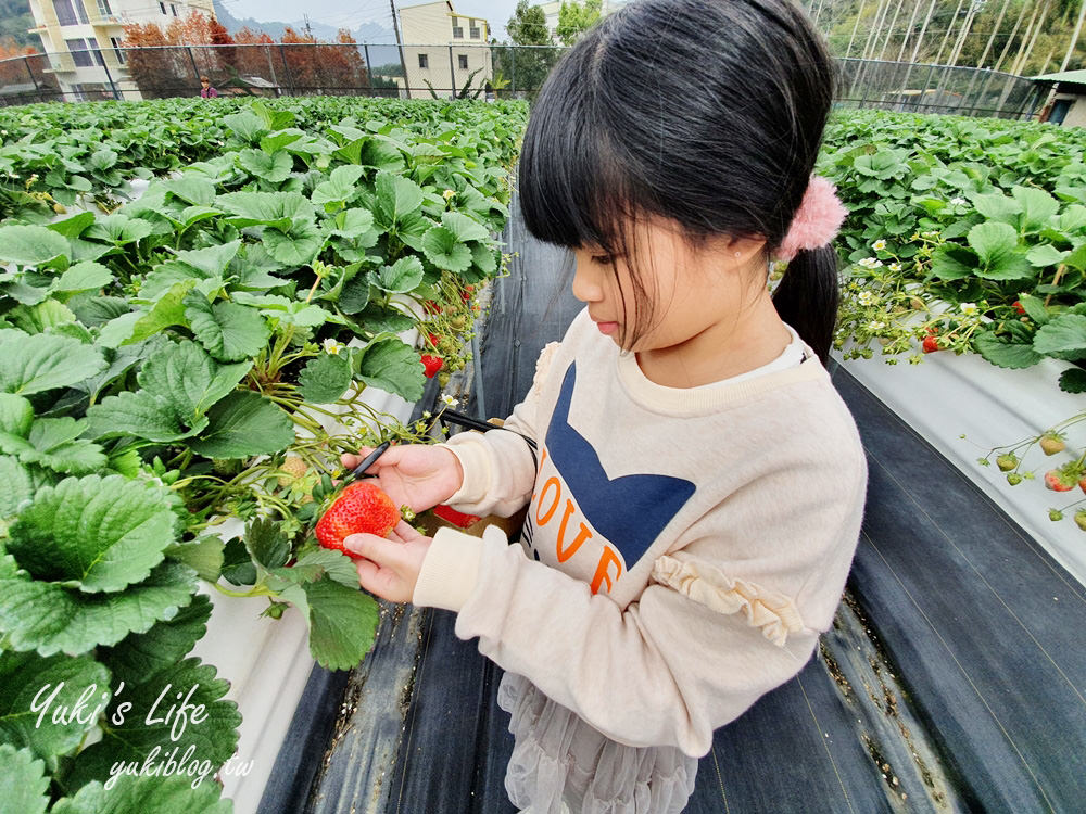 苗栗大湖採草莓推薦【莓果大高架草莓園】2023大湖草莓季推薦這間 - yuki.tw