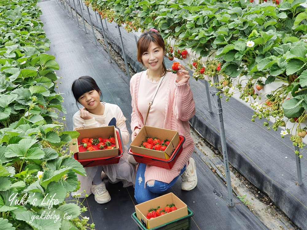 苗栗大湖採草莓推薦【莓果大高架草莓園】2023大湖草莓季推薦這間 - yuki.tw