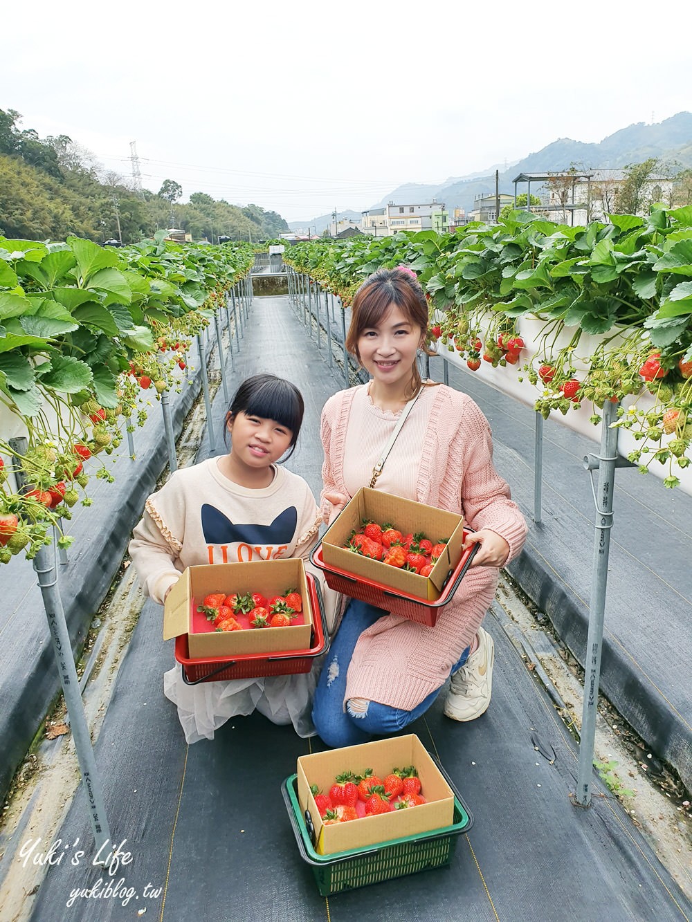 苗栗大湖採草莓推薦【莓果大高架草莓園】2023大湖草莓季推薦這間 - yuki.tw