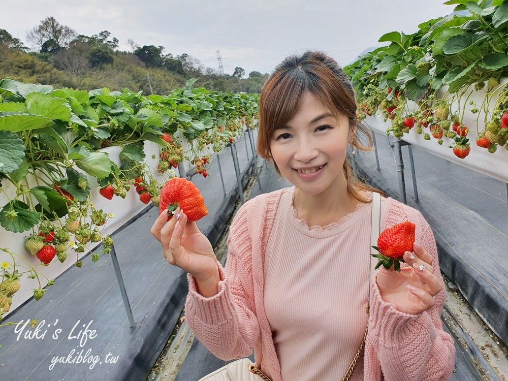 苗栗大湖採草莓推薦【莓果大高架草莓園】2023大湖草莓季推薦這間 - yuki.tw