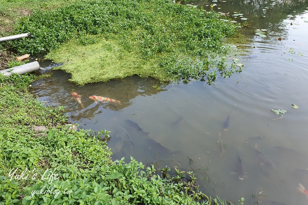 桃園親子景點【春天農場】異國風情浪漫森林~餵動物、落羽松、賞櫻花、烤肉、好吃麵包下午茶 - yuki.tw