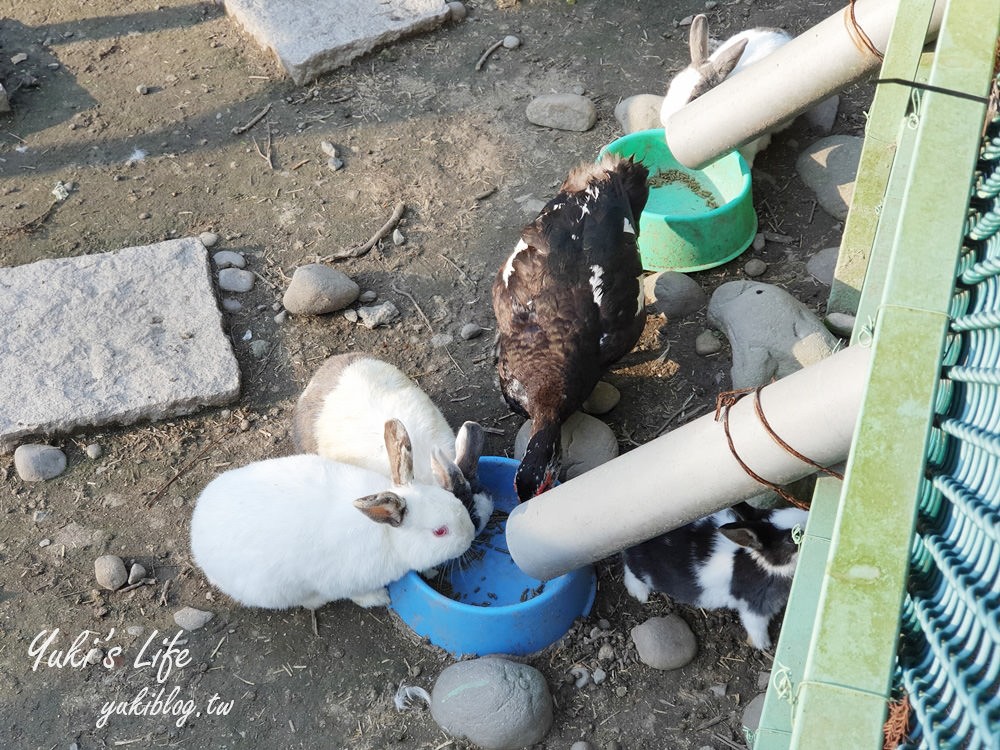 桃園親子景點【春天農場】異國風情浪漫森林~餵動物、落羽松、賞櫻花、烤肉、好吃麵包下午茶 - yuki.tw