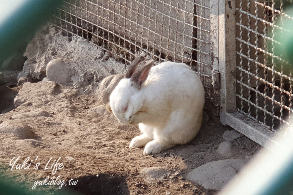 桃園親子景點【春天農場】異國風情浪漫森林~餵動物、落羽松、賞櫻花、烤肉、好吃麵包下午茶 - yuki.tw