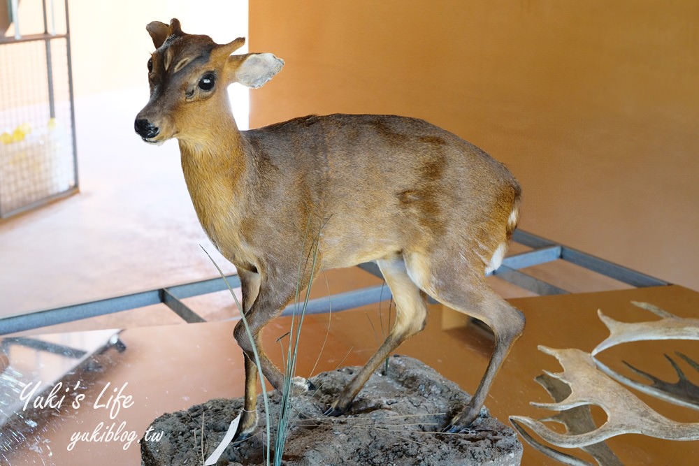 親子景點【新竹市立動物園】沒有籠子的動物園～全新回歸更好逛！(交通、停車場、門票) - yuki.tw