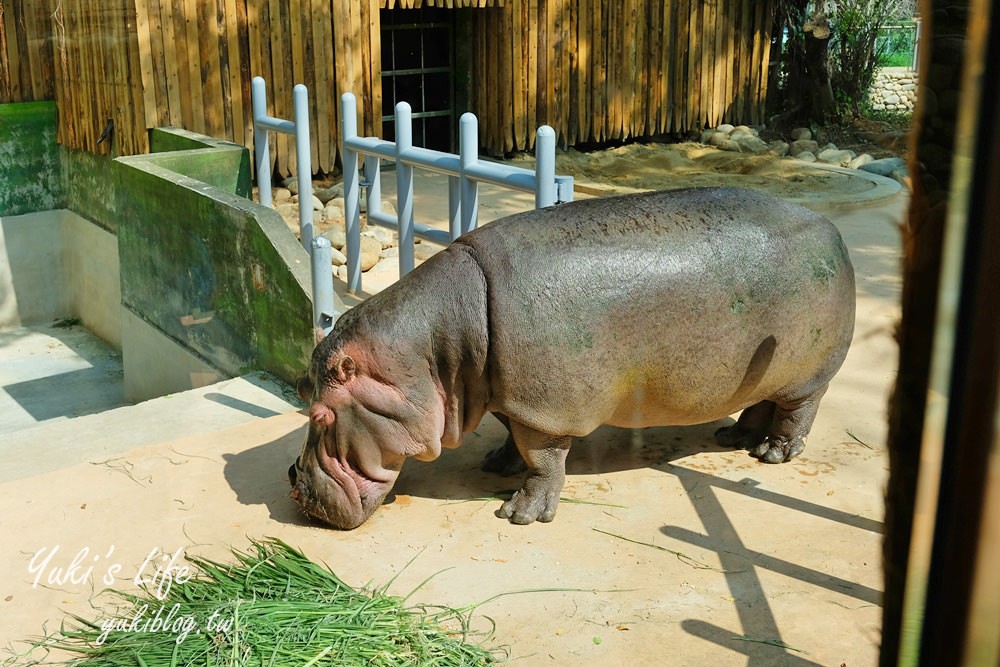 親子景點【新竹市立動物園】沒有籠子的動物園～全新回歸更好逛！(交通、停車場、門票) - yuki.tw