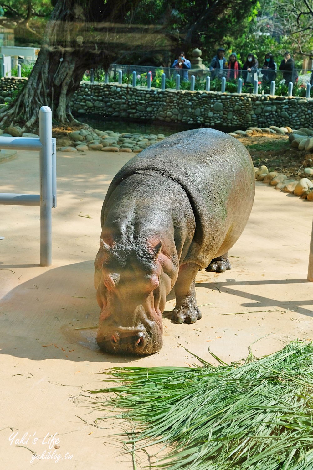 親子景點【新竹市立動物園】沒有籠子的動物園～全新回歸更好逛！(交通、停車場、門票) - yuki.tw