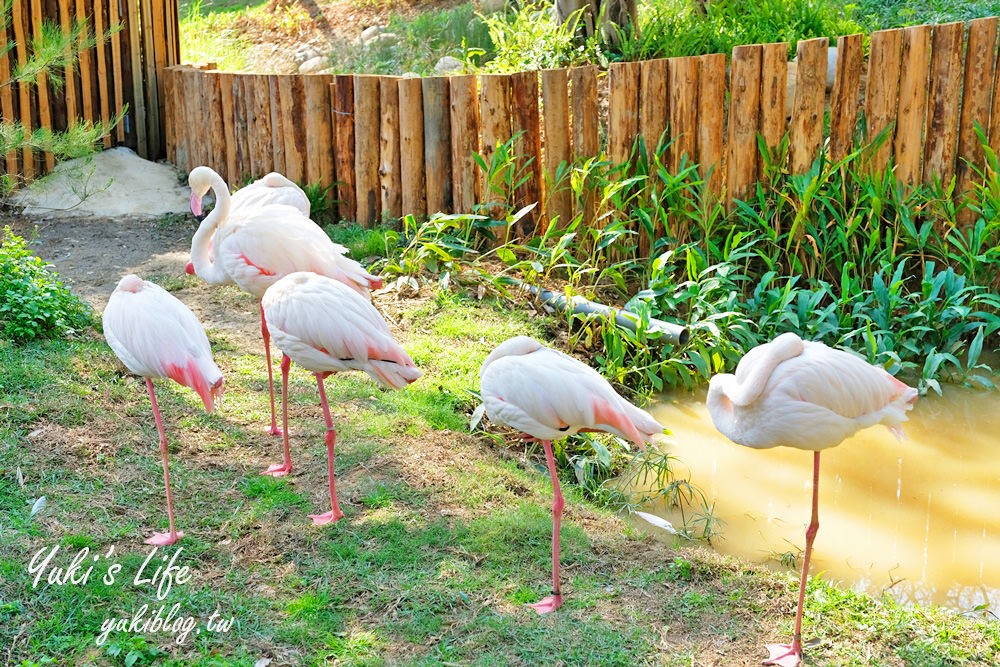 親子景點【新竹市立動物園】沒有籠子的動物園～全新回歸更好逛！(交通、停車場、門票) - yuki.tw