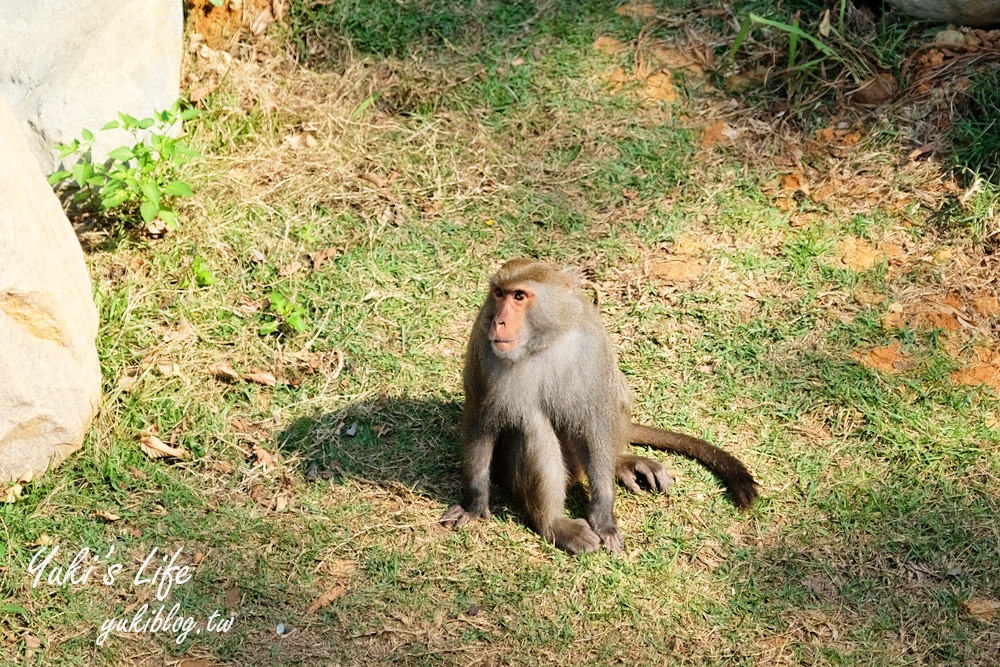 親子景點【新竹市立動物園】沒有籠子的動物園～全新回歸更好逛！(交通、停車場、門票) - yuki.tw