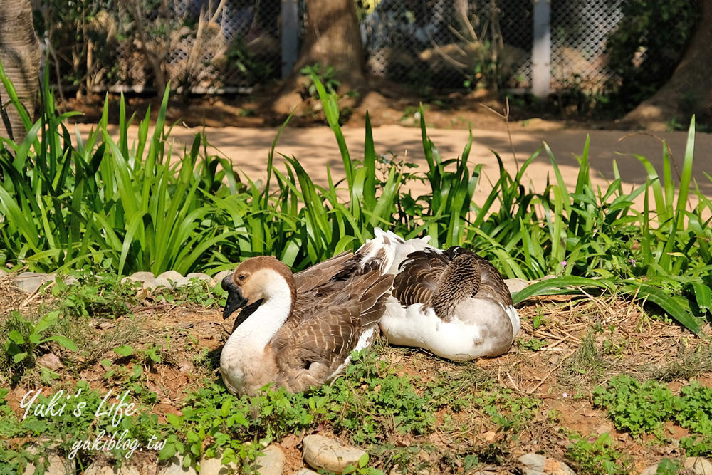 親子景點【新竹市立動物園】沒有籠子的動物園～全新回歸更好逛！(交通、停車場、門票) - yuki.tw