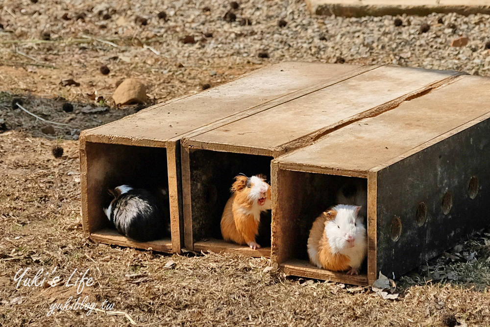 親子景點【新竹市立動物園】沒有籠子的動物園～全新回歸更好逛！(交通、停車場、門票) - yuki.tw