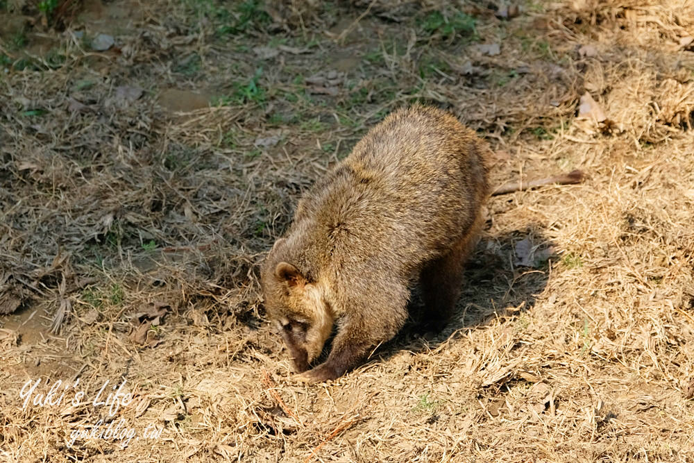 親子景點【新竹市立動物園】沒有籠子的動物園～全新回歸更好逛！(交通、停車場、門票) - yuki.tw