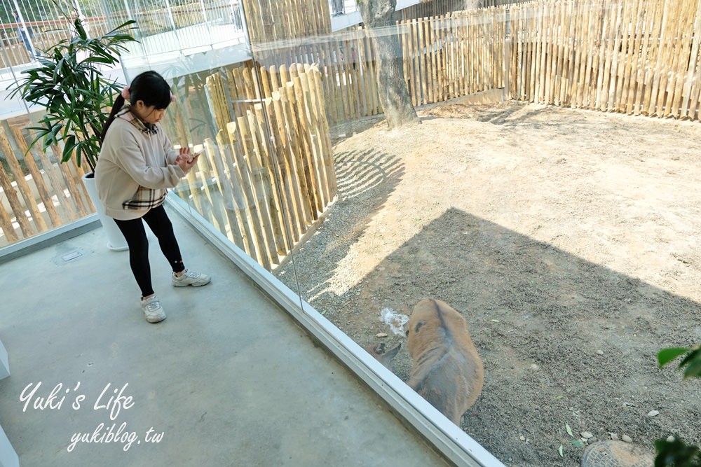 新竹美食【森林食堂】小動物雞蛋糕×吃美食看動物~親子友善餐廳也適合約會美拍 - yuki.tw