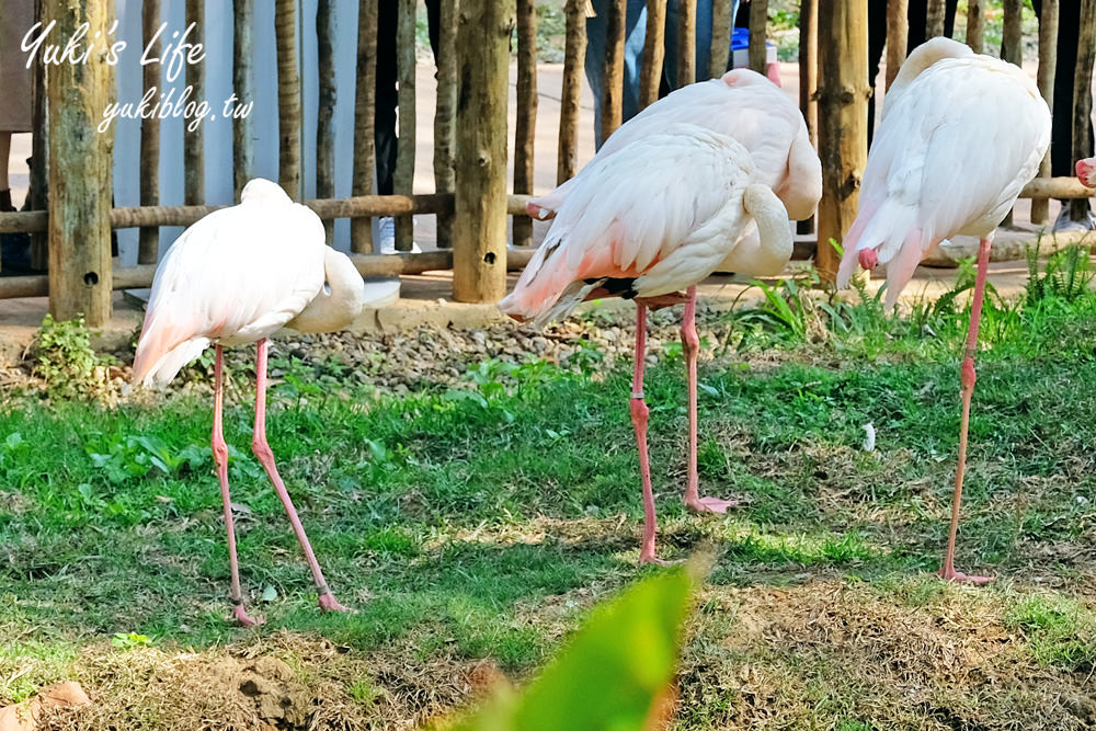 親子景點【新竹市立動物園】沒有籠子的動物園～全新回歸更好逛！(交通、停車場、門票) - yuki.tw