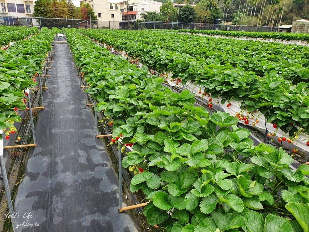 苗栗大湖採草莓推薦【莓果大高架草莓園】2023大湖草莓季推薦這間 - yuki.tw