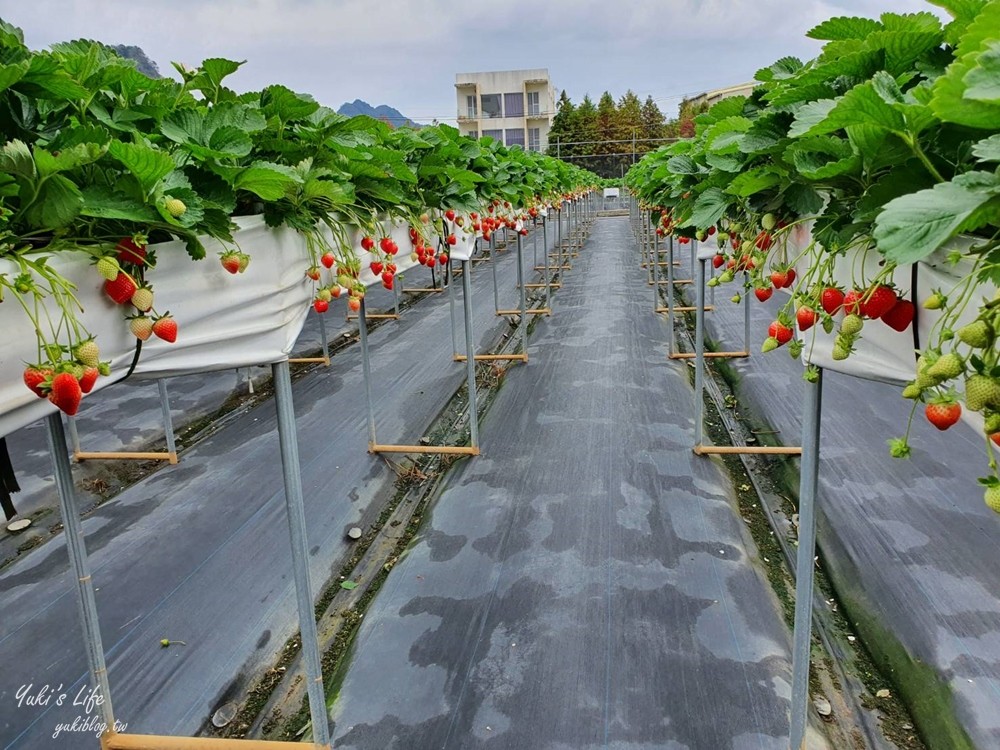 苗栗大湖採草莓推薦【莓果大高架草莓園】2023大湖草莓季推薦這間 - yuki.tw