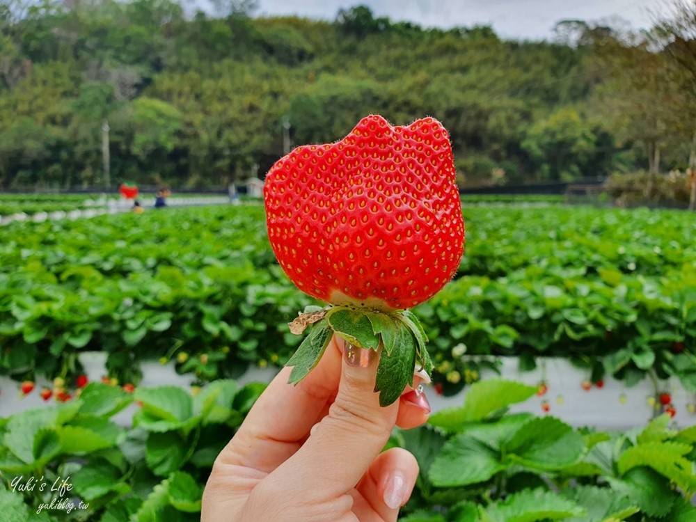 苗栗大湖採草莓推薦這幾家！高架草莓，草莓果醬DIY~香甜草莓在這裡！ - yuki.tw