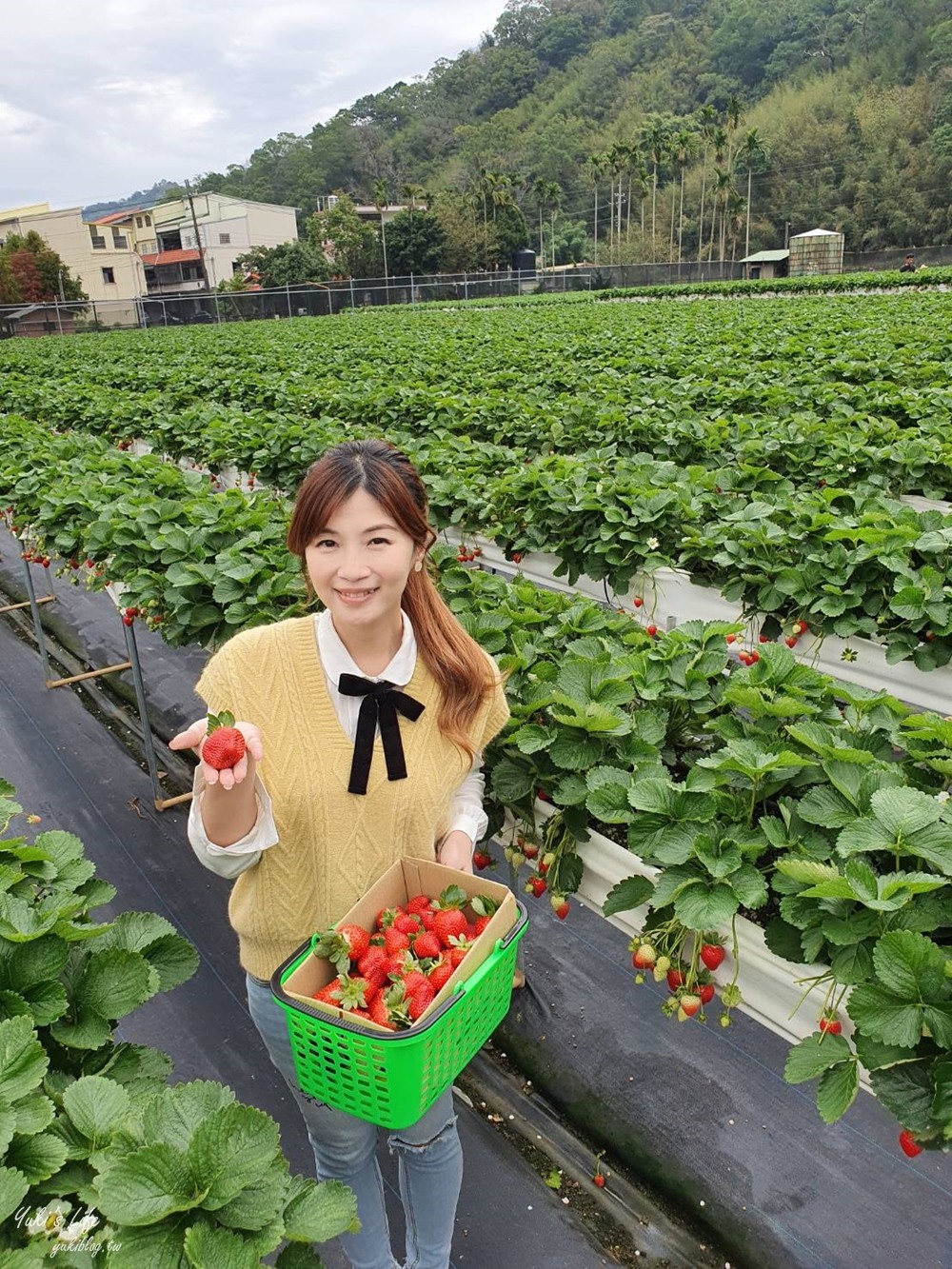 苗栗大湖採草莓推薦【莓果大高架草莓園】2023大湖草莓季推薦這間 - yuki.tw