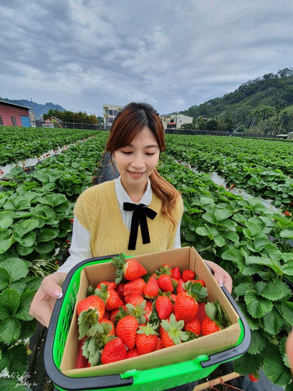 苗栗大湖採草莓推薦【莓果大高架草莓園】2023大湖草莓季推薦這間 - yuki.tw