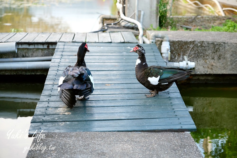 宜蘭員山景點【勝洋水草休閒農場】親子生態之旅×DIY生態瓶、原木筆×魚吃腳×清水模咖啡下午茶 - yuki.tw