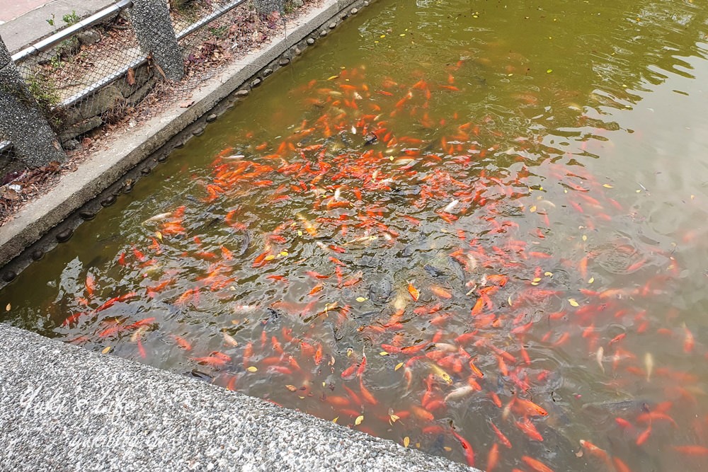 體育大學志清湖》湖中土地公廟！大草皮超愜意，好停車還能免費逛文物館 - yuki.tw