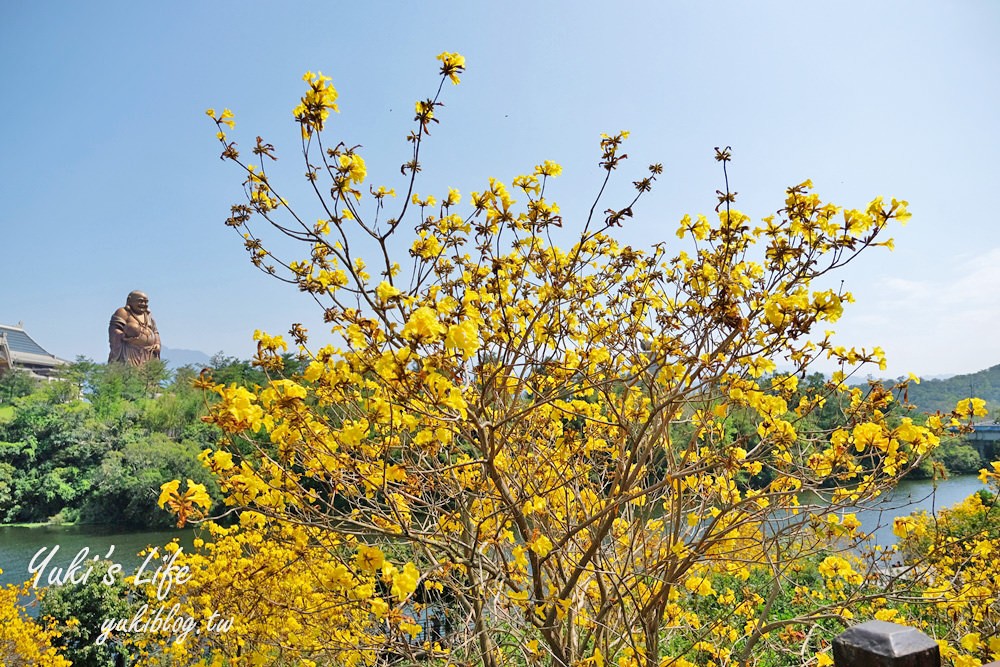 湖畔遠眺彌勒佛×黃花風鈴木拍照點在這裡！湖畔季節限定美景～ - yuki.tw