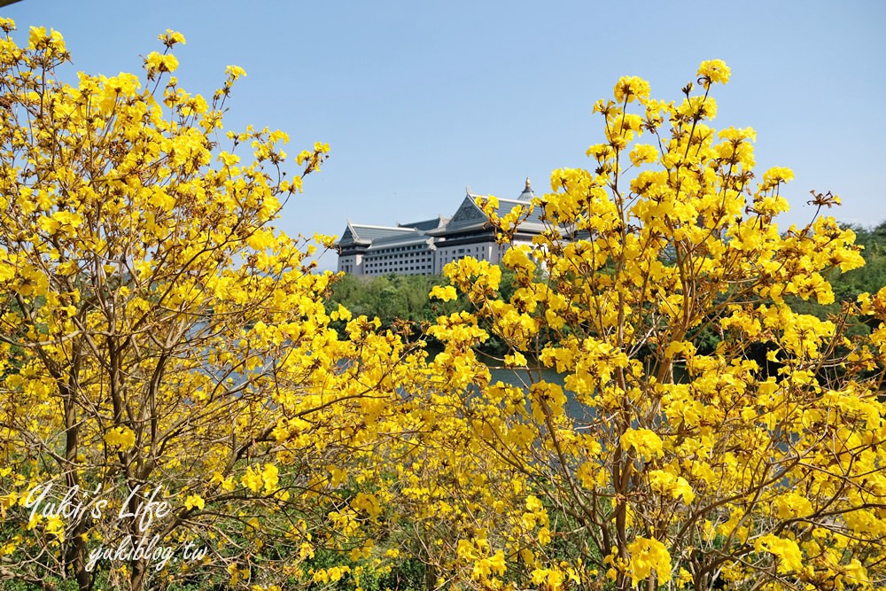 湖畔遠眺彌勒佛×黃花風鈴木拍照點在這裡！湖畔季節限定美景～ - yuki.tw