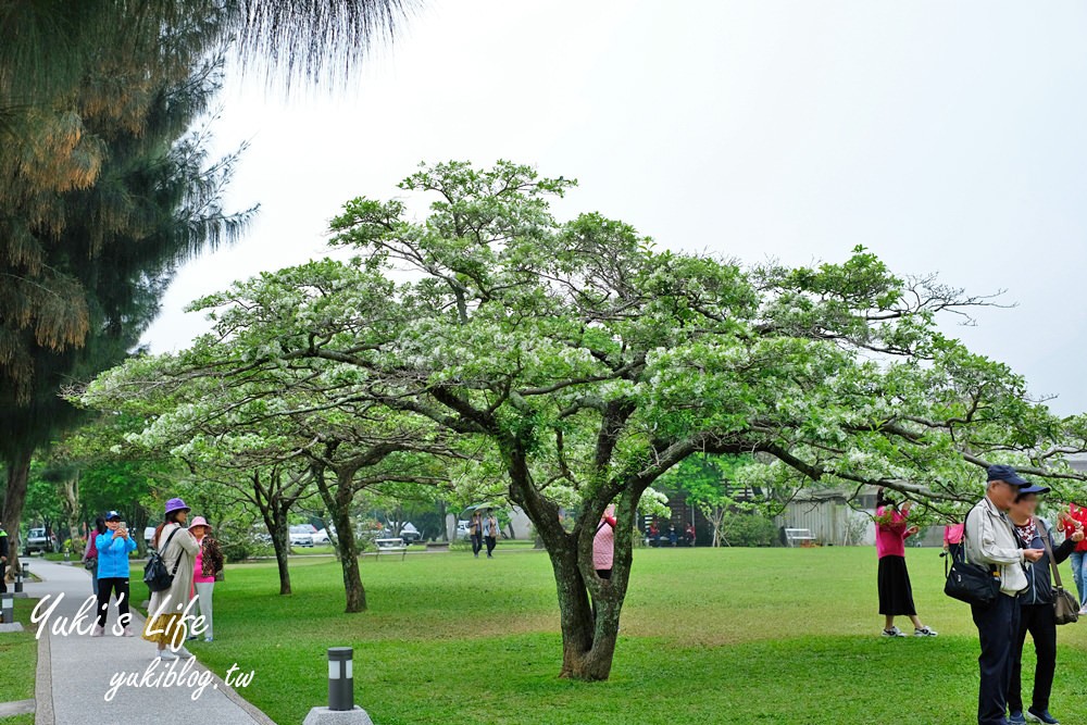 桃園親子景點【龍潭石管局大草原】親子野餐好去處×賞四月雪流蘇花在這裡 - yuki.tw