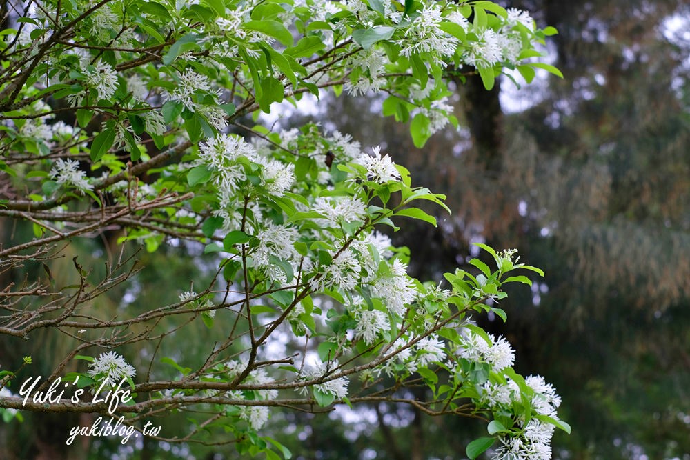 桃園親子景點【龍潭石管局大草原】親子野餐好去處×賞四月雪流蘇花在這裡 - yuki.tw