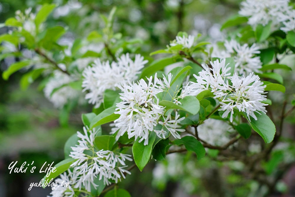 桃園親子景點【龍潭石管局大草原】親子野餐好去處×賞四月雪流蘇花在這裡 - yuki.tw