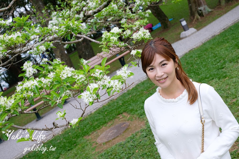 桃園親子景點【龍潭石管局大草原】親子野餐好去處×賞四月雪流蘇花在這裡 - yuki.tw