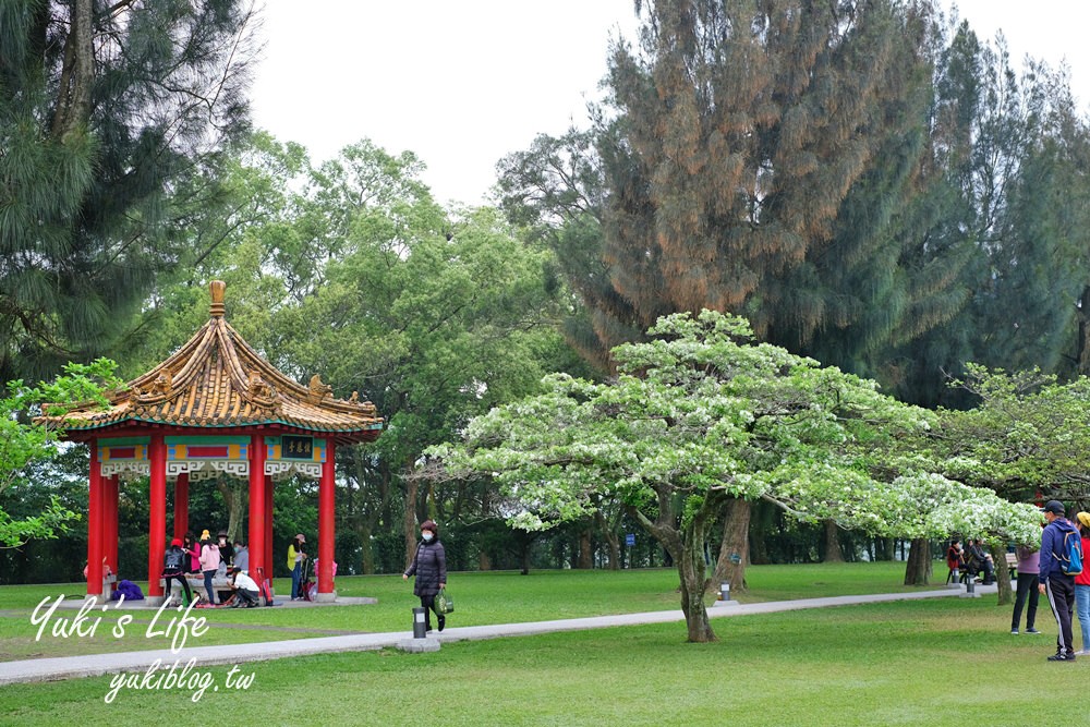 桃園親子景點【龍潭石管局大草原】親子野餐好去處×賞四月雪流蘇花在這裡 - yuki.tw