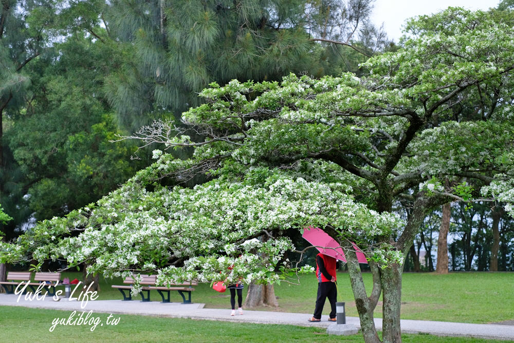 桃園親子景點【龍潭石管局大草原】親子野餐好去處×賞四月雪流蘇花在這裡 - yuki.tw