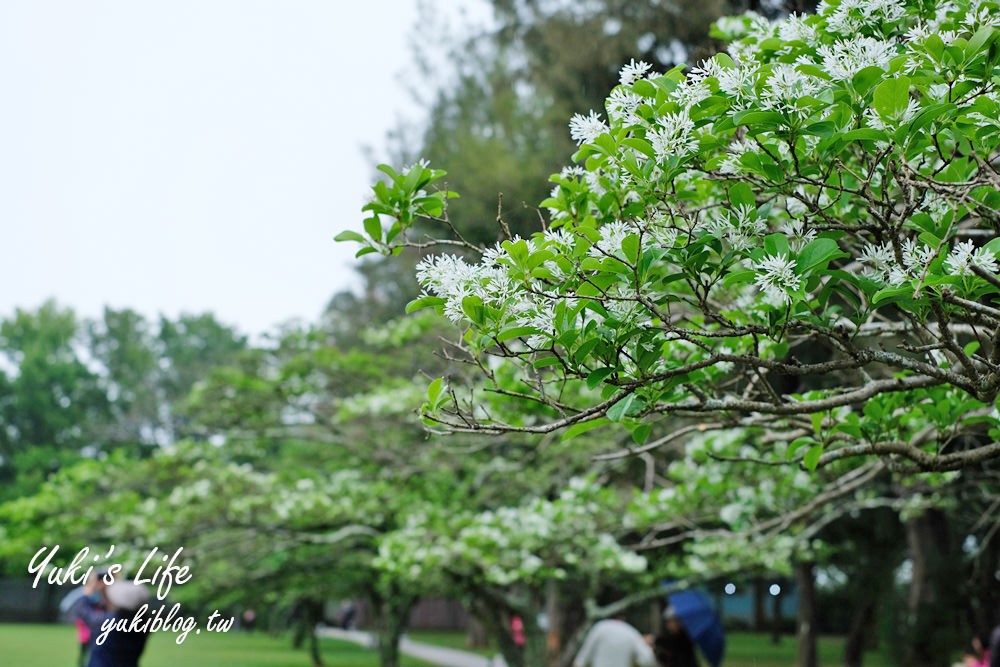 桃園親子景點【龍潭石管局大草原】親子野餐好去處×賞四月雪流蘇花在這裡 - yuki.tw