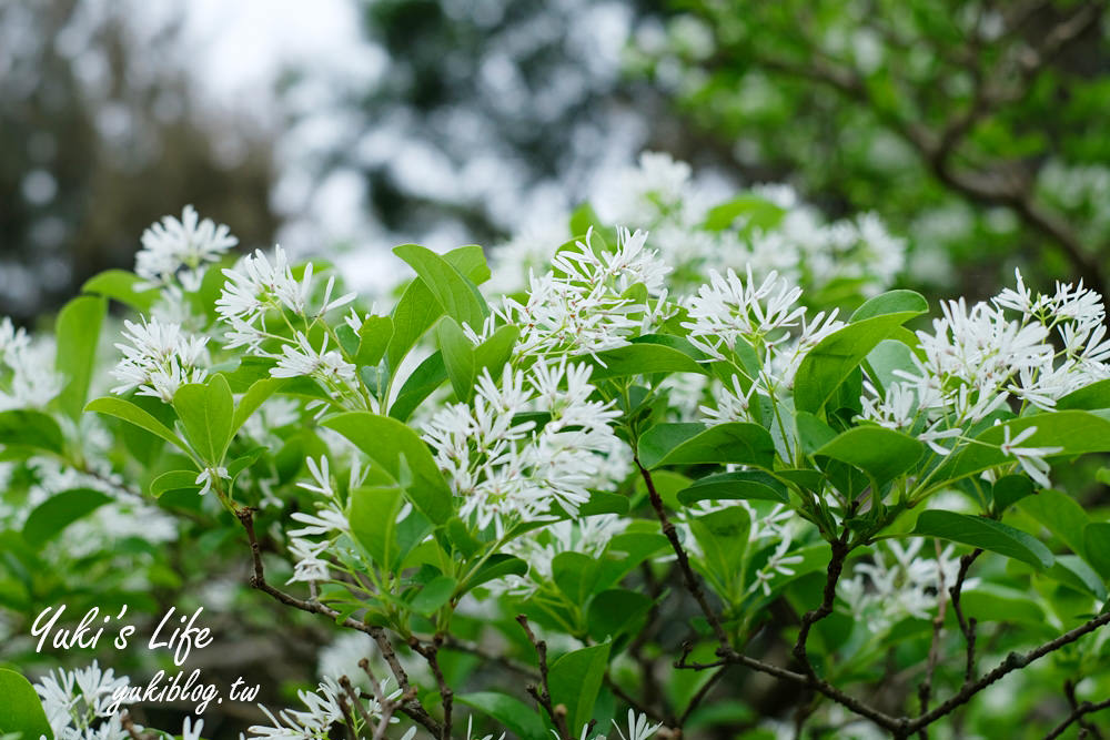 桃園親子景點【龍潭石管局大草原】親子野餐好去處×賞四月雪流蘇花在這裡 - yuki.tw