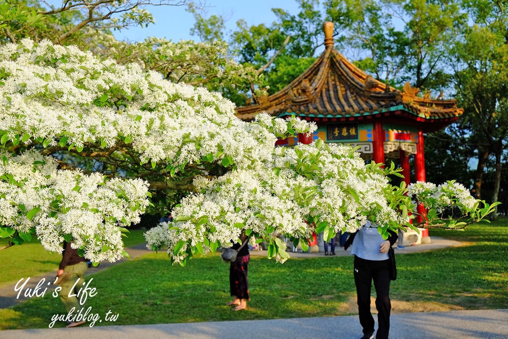 桃園親子景點【龍潭石管局大草原】親子野餐好去處×賞四月雪流蘇花在這裡 - yuki.tw