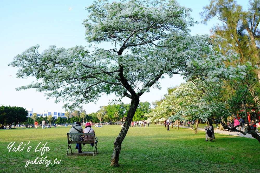 桃園親子景點【龍潭石管局大草原】親子野餐好去處×賞四月雪流蘇花在這裡 - yuki.tw