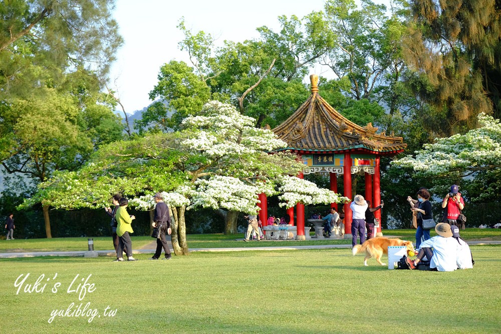 桃園親子景點【龍潭石管局大草原】親子野餐好去處×賞四月雪流蘇花在這裡 - yuki.tw