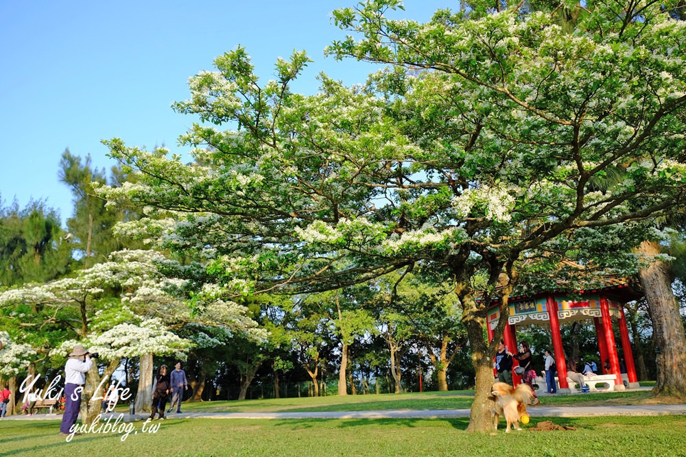 桃園親子景點【龍潭石管局大草原】親子野餐好去處×賞四月雪流蘇花在這裡 - yuki.tw