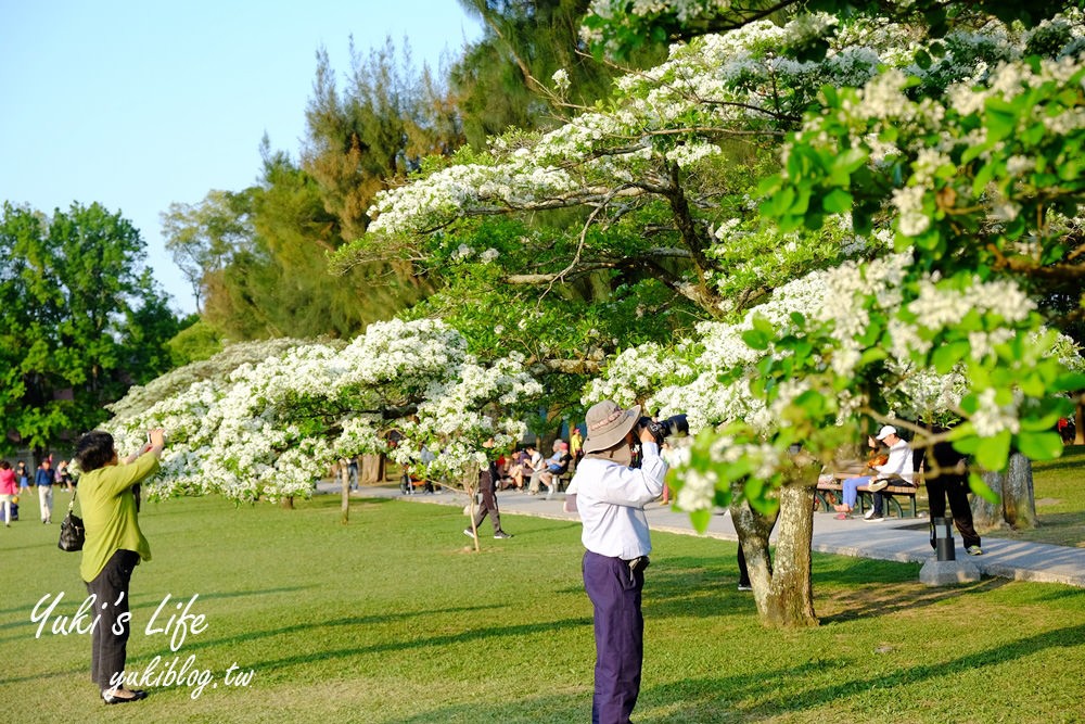 桃園親子景點【龍潭石管局大草原】親子野餐好去處×賞四月雪流蘇花在這裡 - yuki.tw