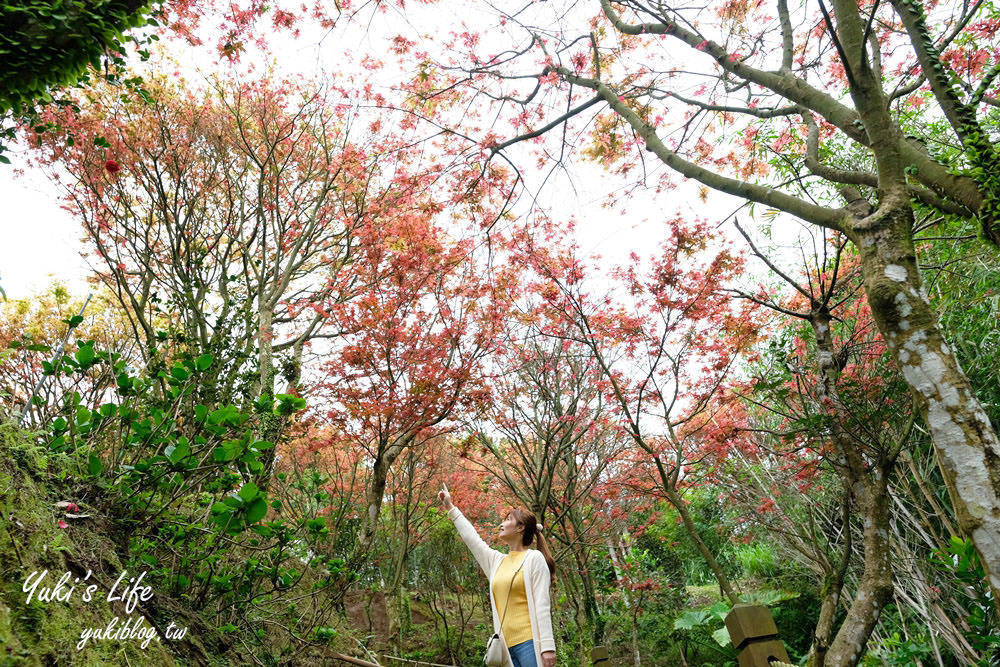 士林台北奧萬大》陽明山賞楓、繡球花、森林親水避暑、小木屋簡餐下午茶 - yuki.tw