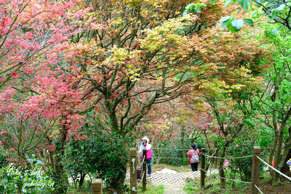 士林台北奧萬大》陽明山賞楓、繡球花、森林親水避暑、小木屋簡餐下午茶 - yuki.tw