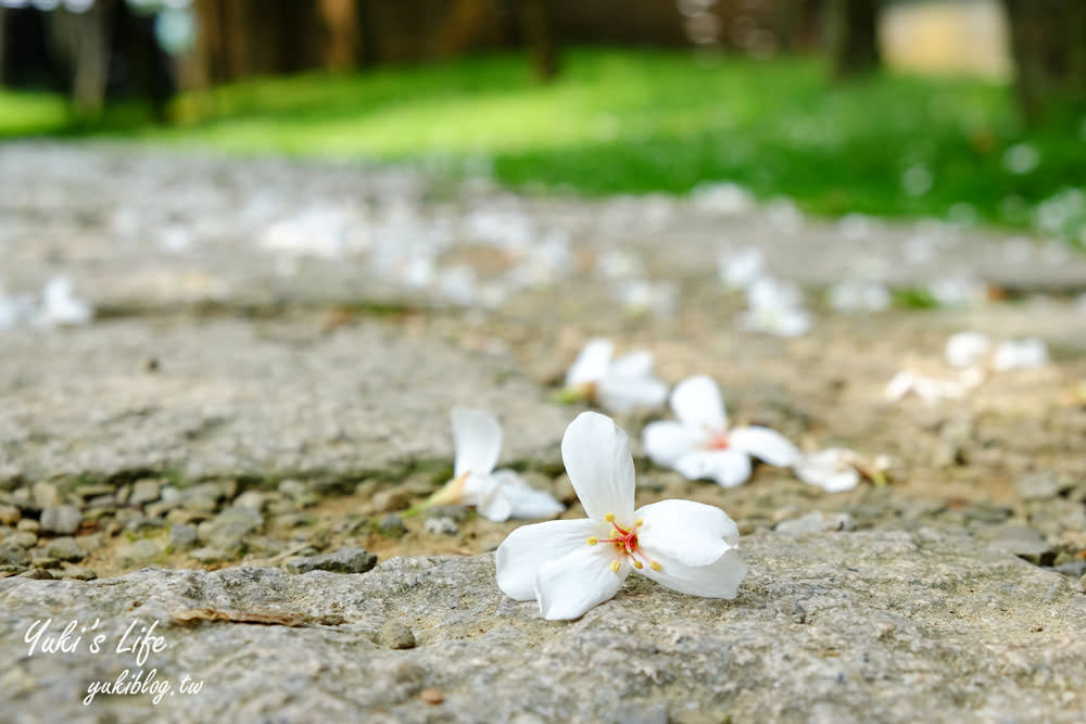 親子景點【桃園市客家文化館】賞油桐花×3D彩繪×公園散步餵魚好去處！ - yuki.tw