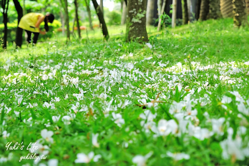 親子景點【桃園市客家文化館】賞油桐花×3D彩繪×公園散步餵魚好去處！ - yuki.tw