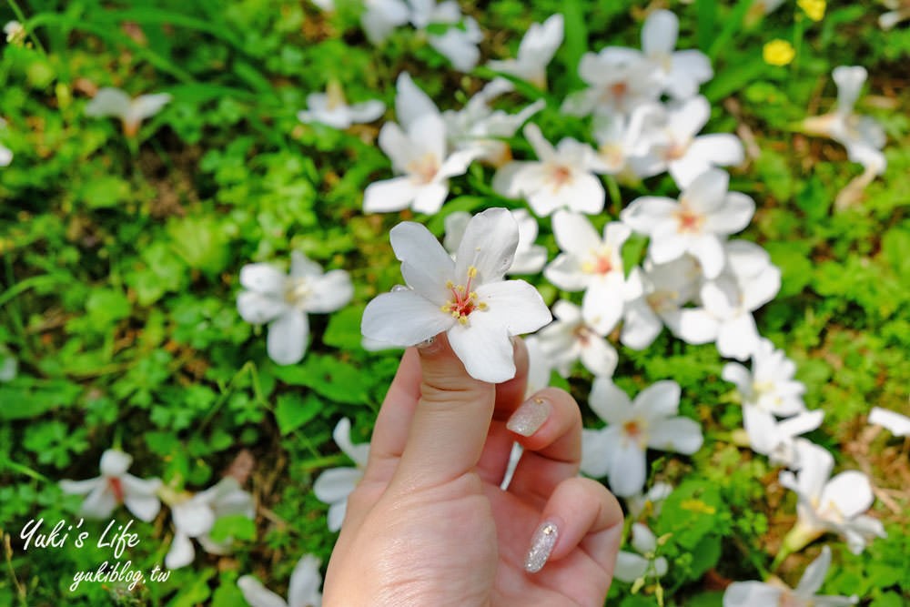 親子景點【桃園市客家文化館】賞油桐花×3D彩繪×公園散步餵魚好去處！ - yuki.tw