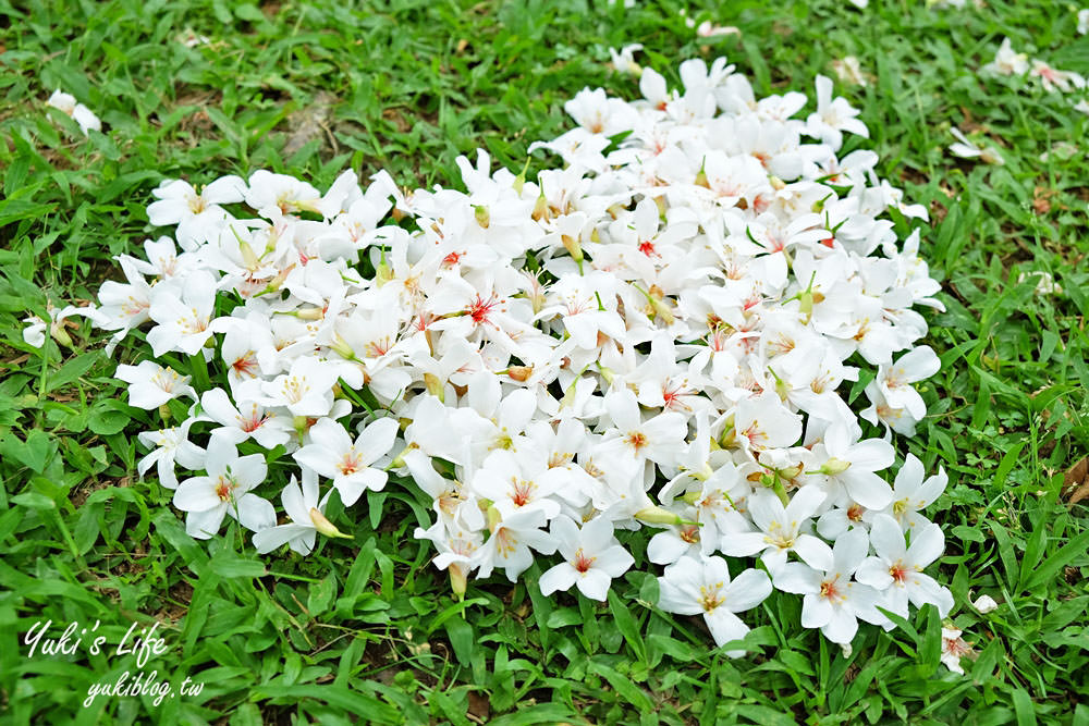 親子景點【桃園市客家文化館】賞油桐花×3D彩繪×公園散步餵魚好去處！ - yuki.tw