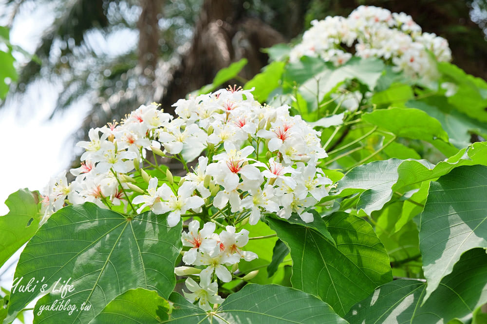 親子景點【桃園市客家文化館】賞油桐花×3D彩繪×公園散步餵魚好去處！ - yuki.tw